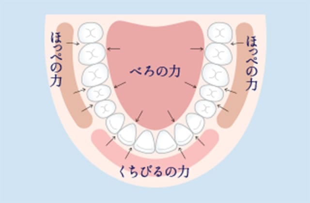 口腔内の筋肉トレーニングMFT（口腔筋機能療法）